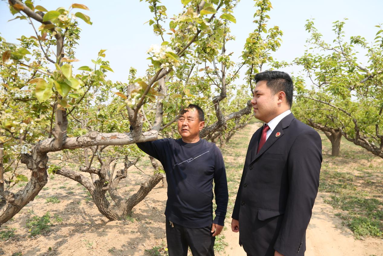 河北省威县检察干警深入辖区梨产业园，与果农面对面交流。赵国华摄