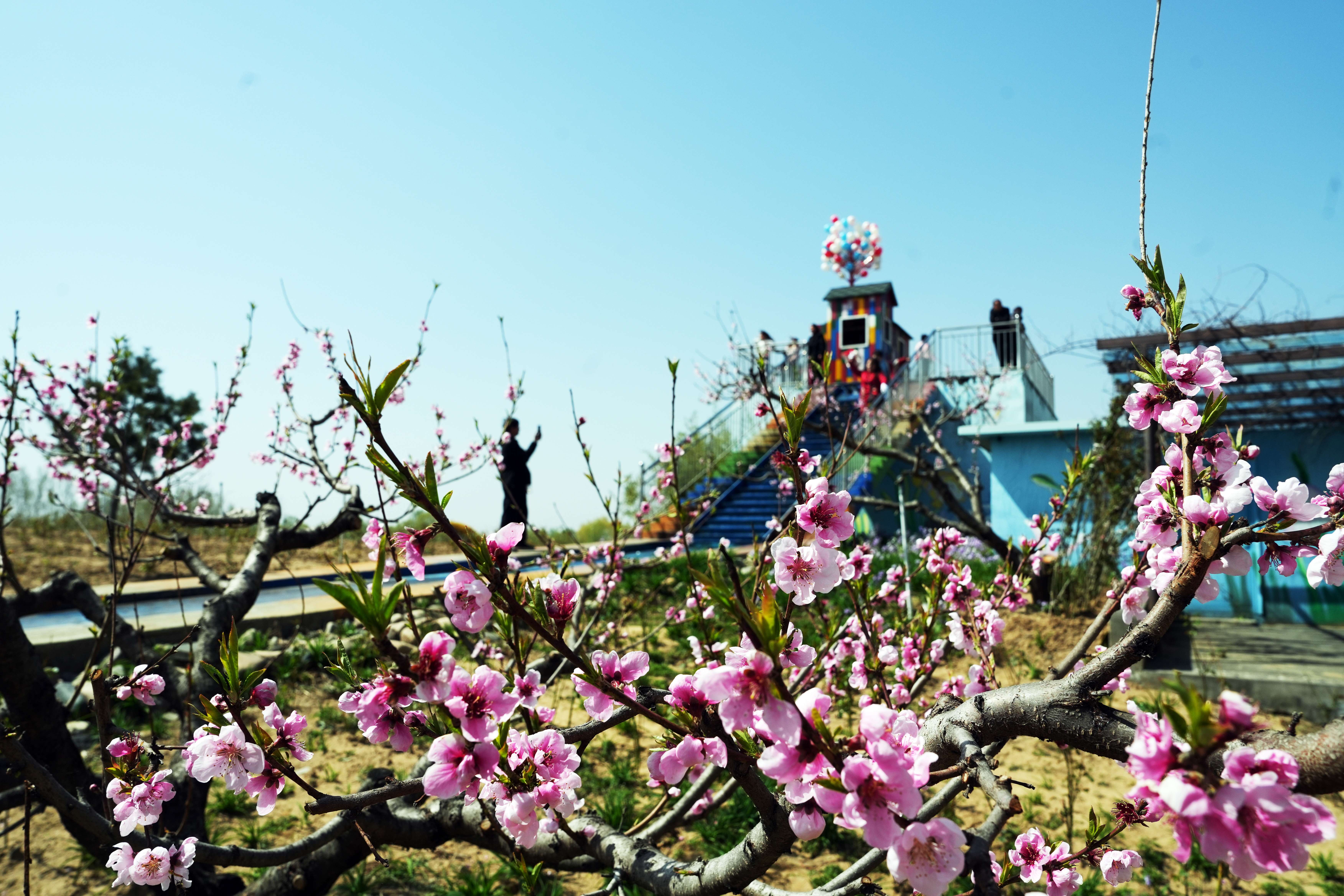 4月11日，游客在河北亞灤灣農業公園千畝桃園游玩。彭月娟攝