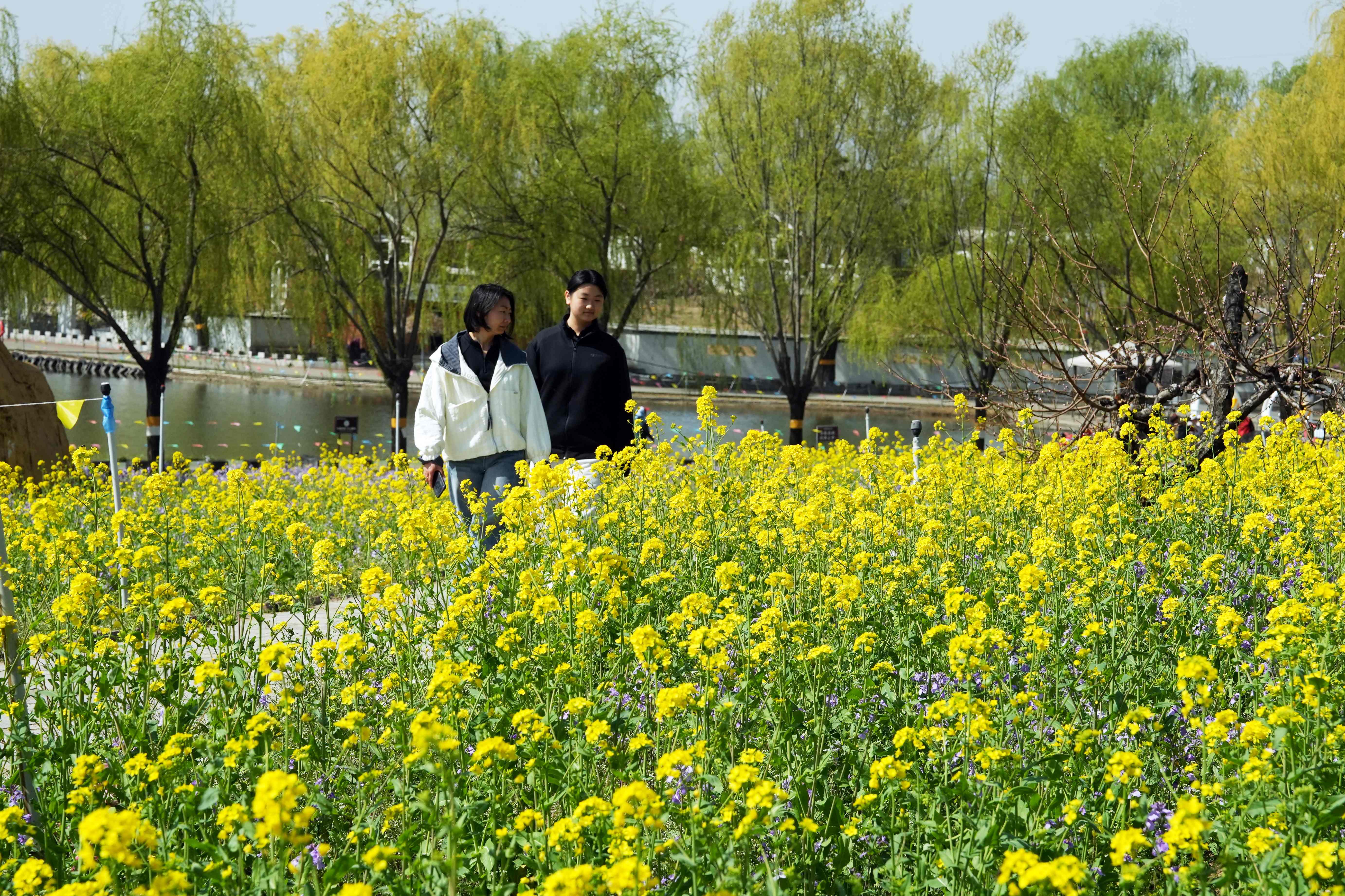 4月11日，游客在河北亞灤灣農業公園游玩。彭月娟攝