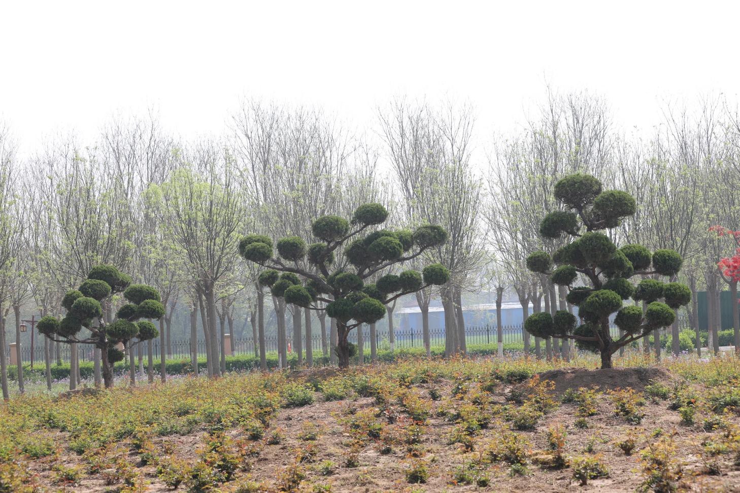 公园内种植的绿化植物。赵华靖摄