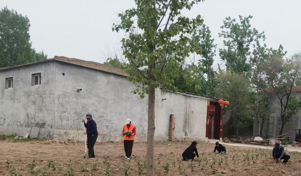 在冢北村的空闲桩基上，村民们正在种植菊花。谷聪聪摄
