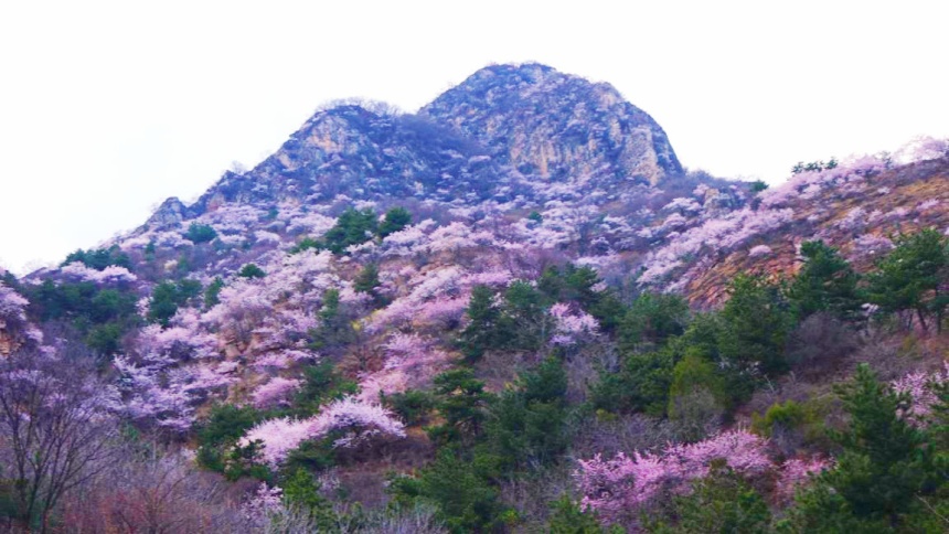 武安市東太行百裡畫廊裡的山桃花。李樹鋒攝