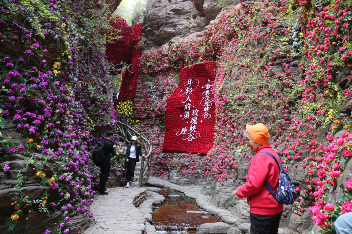 游客在武安市七步沟“玫瑰峡谷”游玩。杨鹏超摄