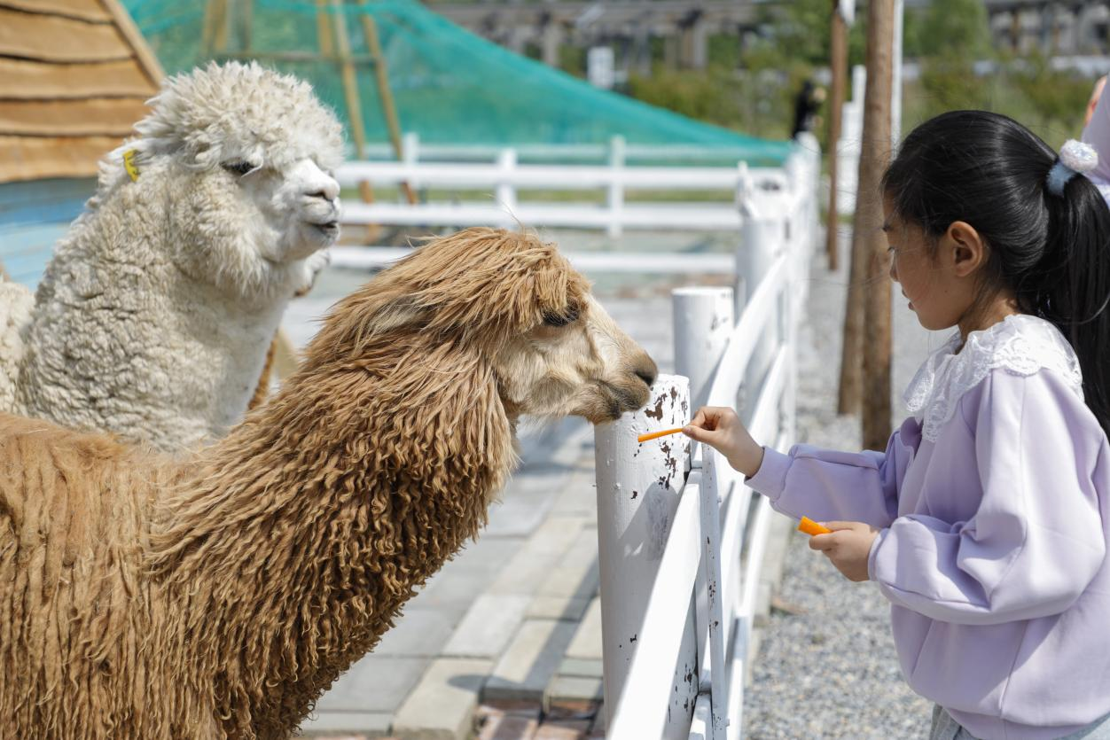 小游客在投喂動物。陳軍攝