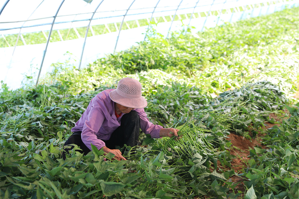 工人正在剪苗。赵端摄