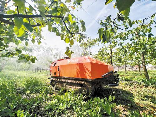 4月22日，植保机器人在魏县梨园进行智能化作业。本报记者 田明摄