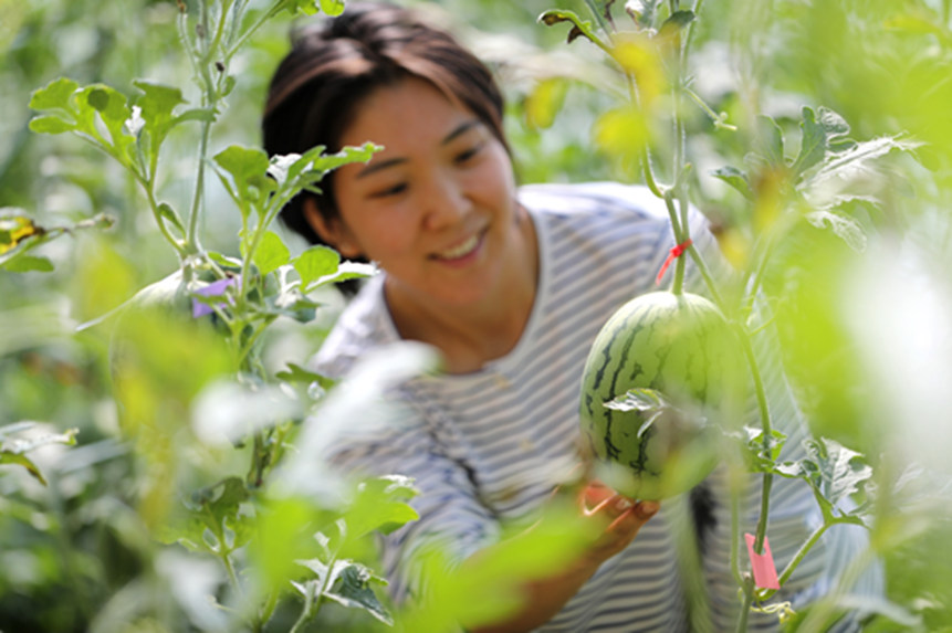 5月9日，在河北省石家庄市井陉县威州镇新蒿亭村喜庆种植园，游客在采摘西瓜。王保龙摄