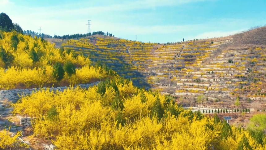 涉县辽城乡北垴家庭农场连翘种植基地，漫山连翘迎来盛花期。程蕾摄