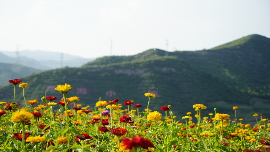 山花烂漫的花海小镇（资料图）。梁志清摄