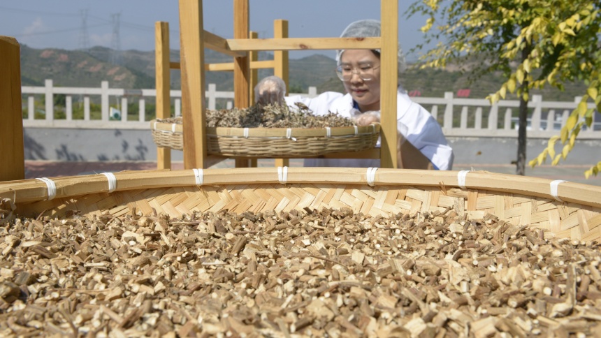 在金沟屯镇热河中药花海小镇，工人在晾晒中药。梁志青摄