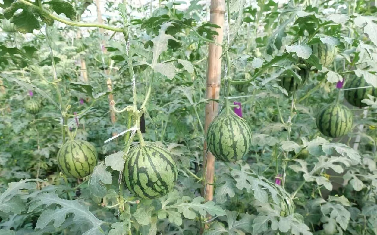 大棚里吊秧西瓜成熟。王洪胜摄