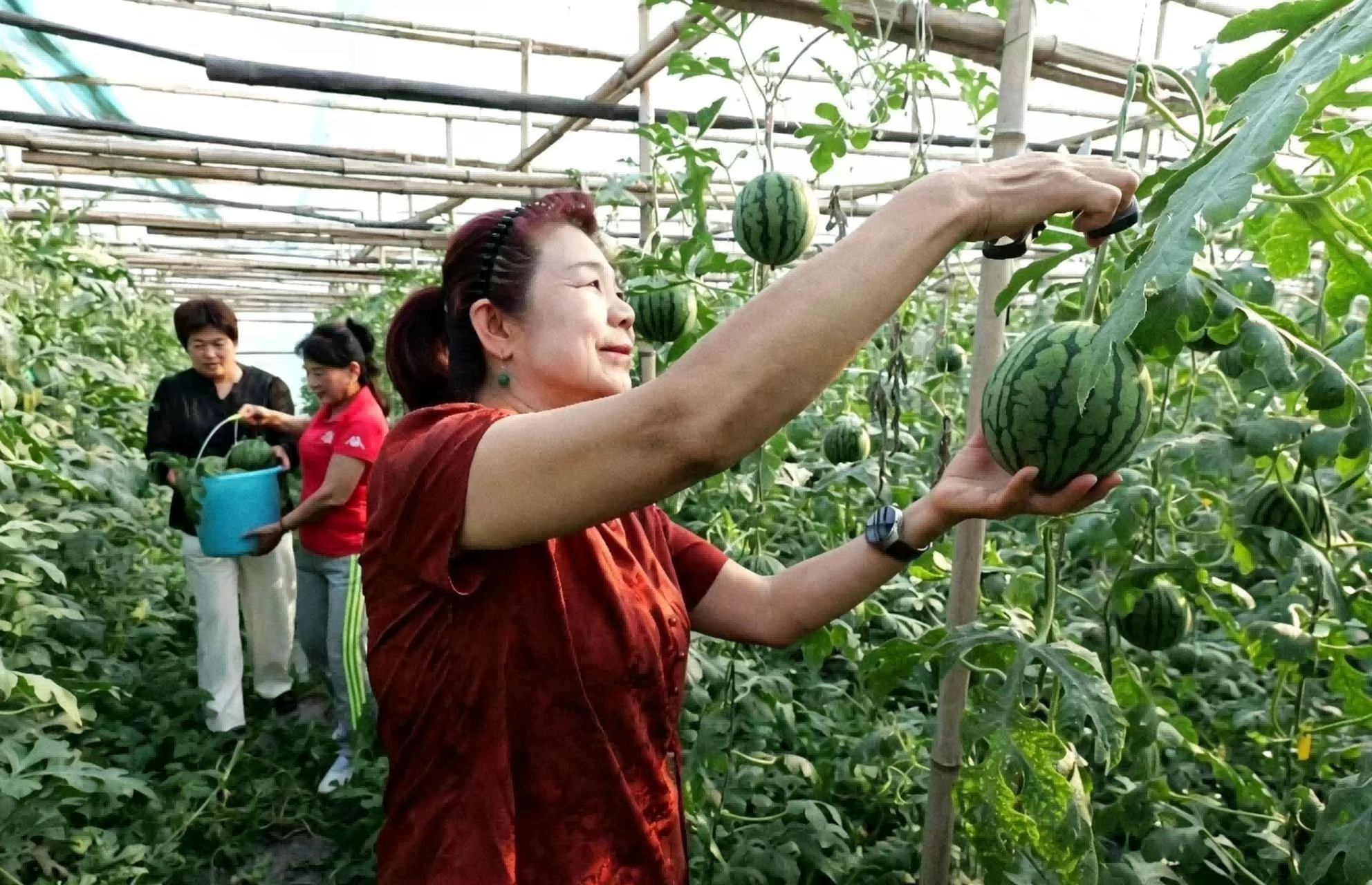 游客在采摘西瓜。王洪胜摄