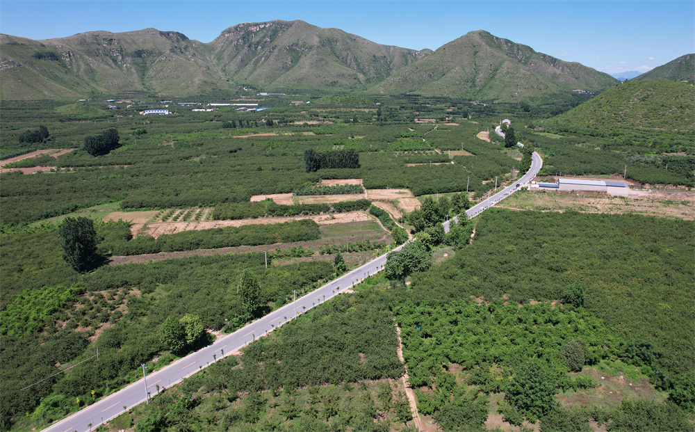 辛庄村鲜杏种植基地。赵端摄