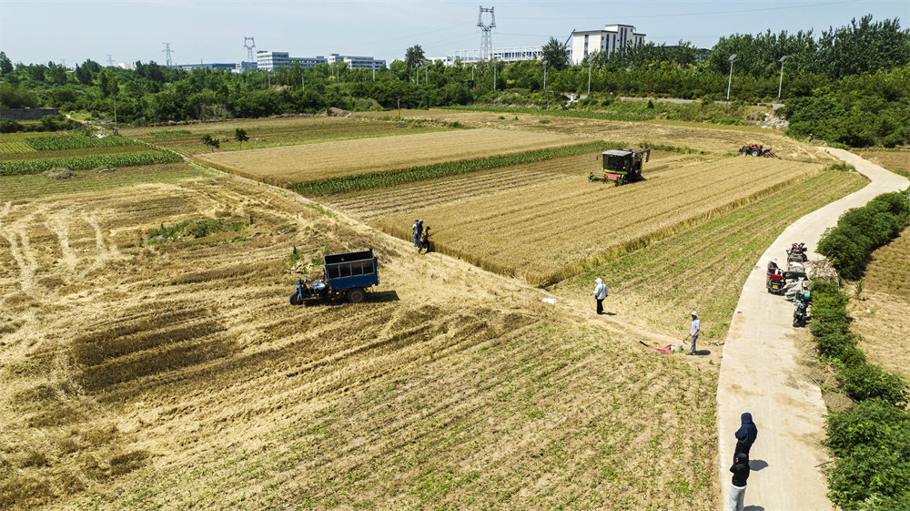 6月1日，河北省邯郸市复兴区户村镇林村，农机手驾驶联合收割机收割小麦。聂长青摄