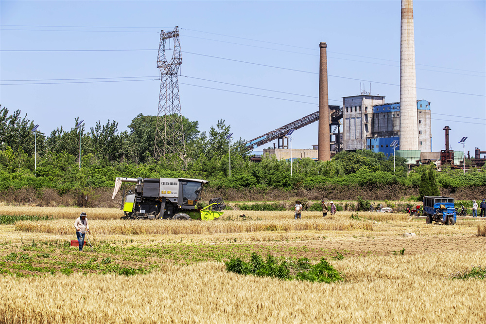 6月1日，河北省邯郸市复兴区户村镇林村，农机手驾驶联合收割机收割小麦。聂长青摄