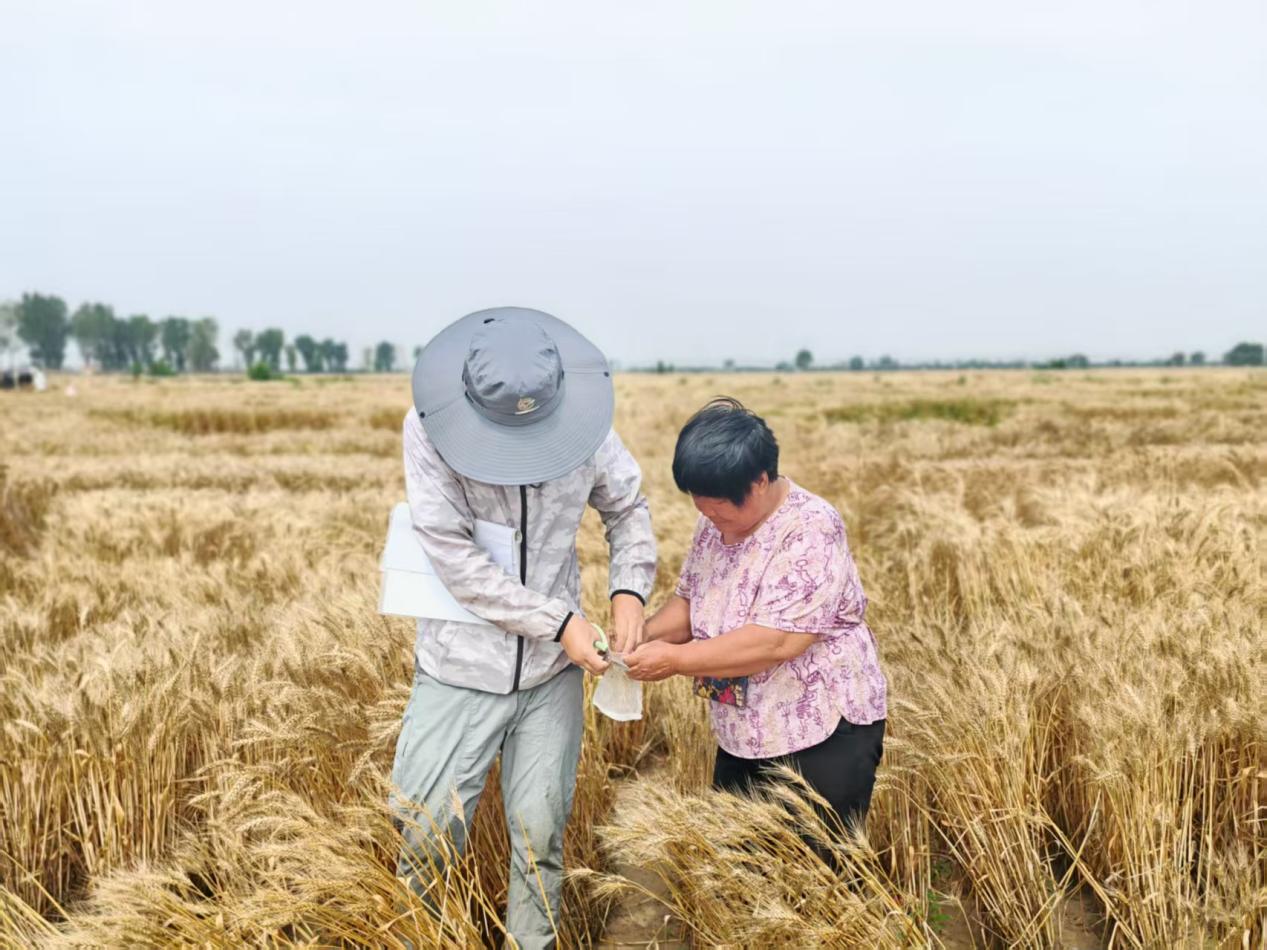 中国农业大学的学生和当地农民一起对剪下来的麦穗进行收集。苑卉鑫摄