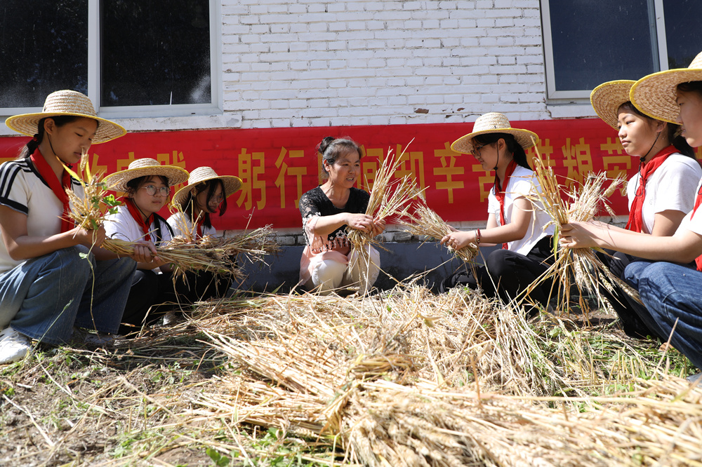 6月5日，老师指导学生们捆扎收获的小麦。刘金忠摄