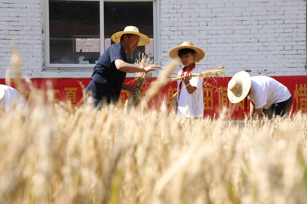6月5日，小学生在老师指导下收获小麦。刘金忠摄