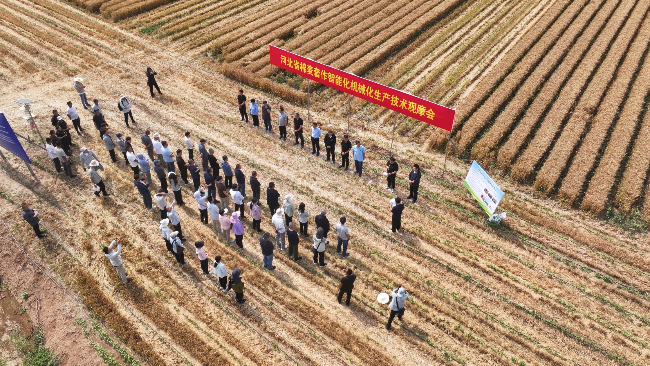 6月12日，河北省棉麦套作智能化机械化生产技术观摩会现场。冯笑宇摄
