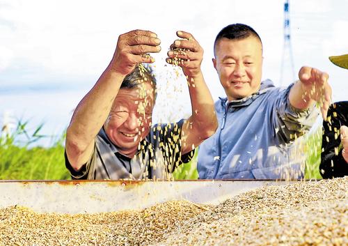 6月5日，黄骅市旧城镇旱碱麦种植户难掩丰收的喜悦。 本报记者 张 昊摄