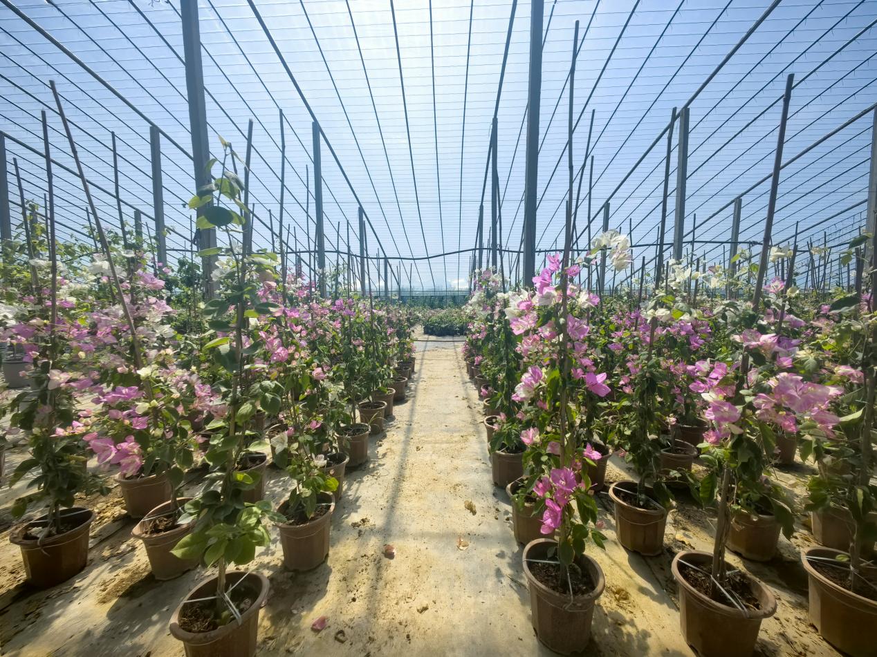 三角梅花卉大棚。谷聪聪摄
