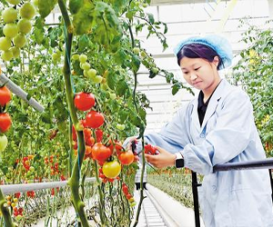 “雄安智慧農業拔節生長"/