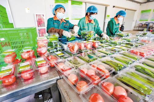 6月24日，位於涿鹿縣的河北恆豐廣源農業科技有限公司內，員工正在打包蔬菜。本報記者 趙杰攝