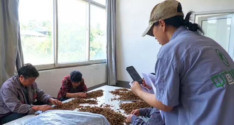主播程艳艳正在直播间全景展示涉县中药材生产现场。江浩男摄