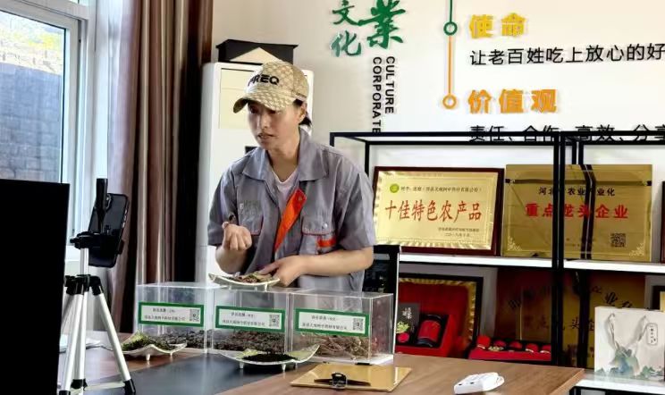 主播程艳艳正在直播间全景展示涉县中药材生产现场。江浩男摄