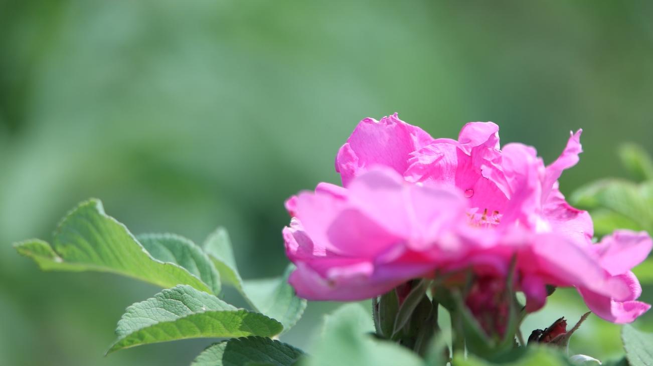 大運河滄州南皮段種植的玫瑰花嬌艷欲滴。趙宇攝