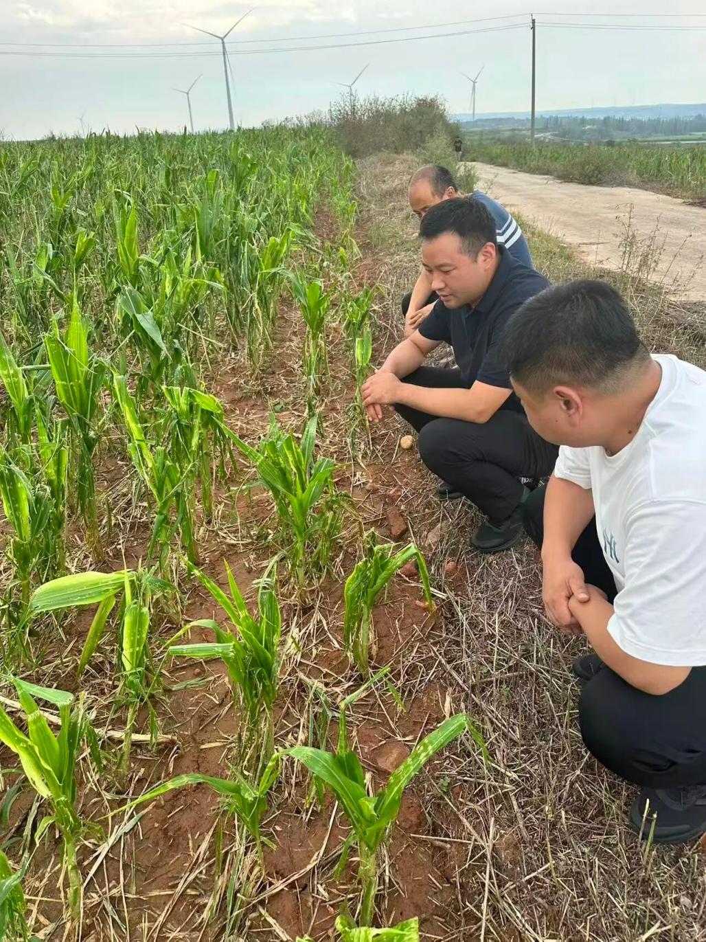 燕趙財險邯鄲中支查勘員在磁縣岳城鎮馬水澗村查勘受災情況。王鵬舉攝