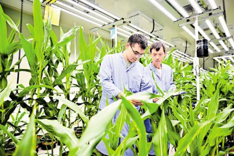7月15日，在石家庄博瑞迪生物技術有限公司，工作人員在查看新選育的玉米品種長勢。