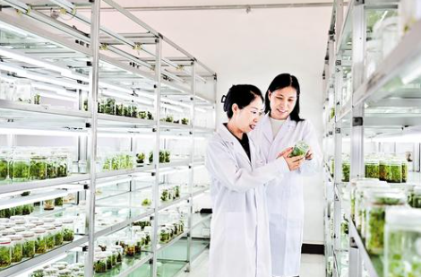 7月15日，在河北省農林科學院藥用植物研究中心組培室，工作人員查看組培苗培育情況。本組圖片由本報記者霍相博攝