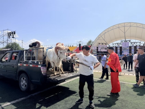参赛公羊在赛场激烈对抗。实习生 王一博摄