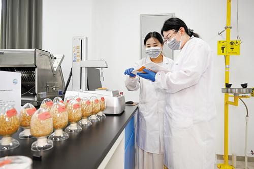 7月27日，中国农业科学院农产品加工与营养健康研究院（沧州），科研人员在检测旱碱麦烘焙产品硬度。本报记者 张昊摄
