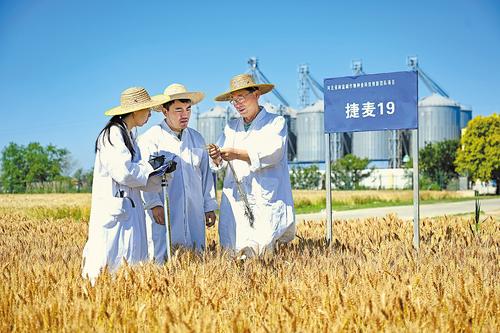 6月8日，沧州中捷产业园区农科所科研人员在试验田选育优质旱碱麦新品种。本报记者 张昊摄