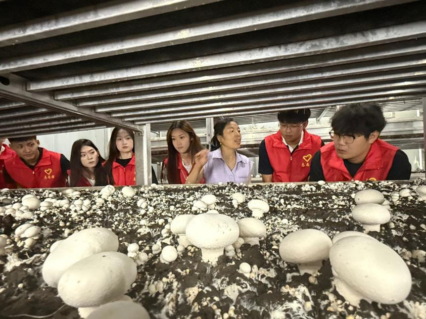 志願者們觀摩了解菌菇生長環境。李子晨攝