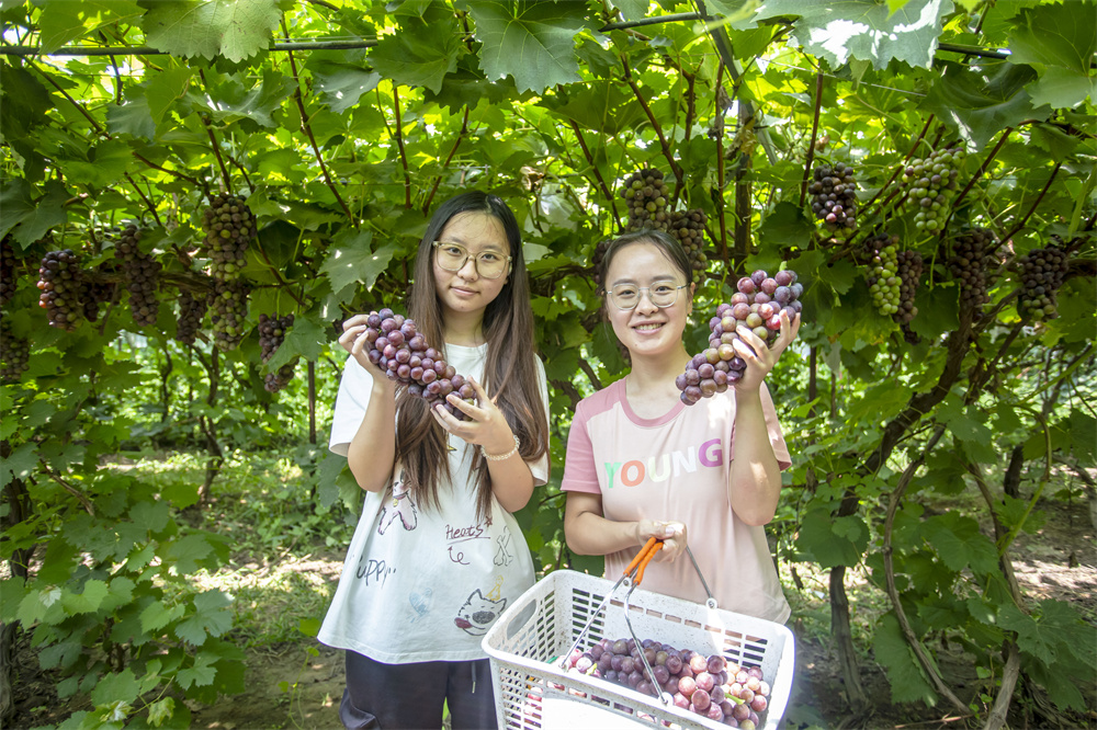 8月10日，河北省邯郸市复兴区康庄乡北李庄村多彩果园，游客在采摘葡萄。聂长青摄