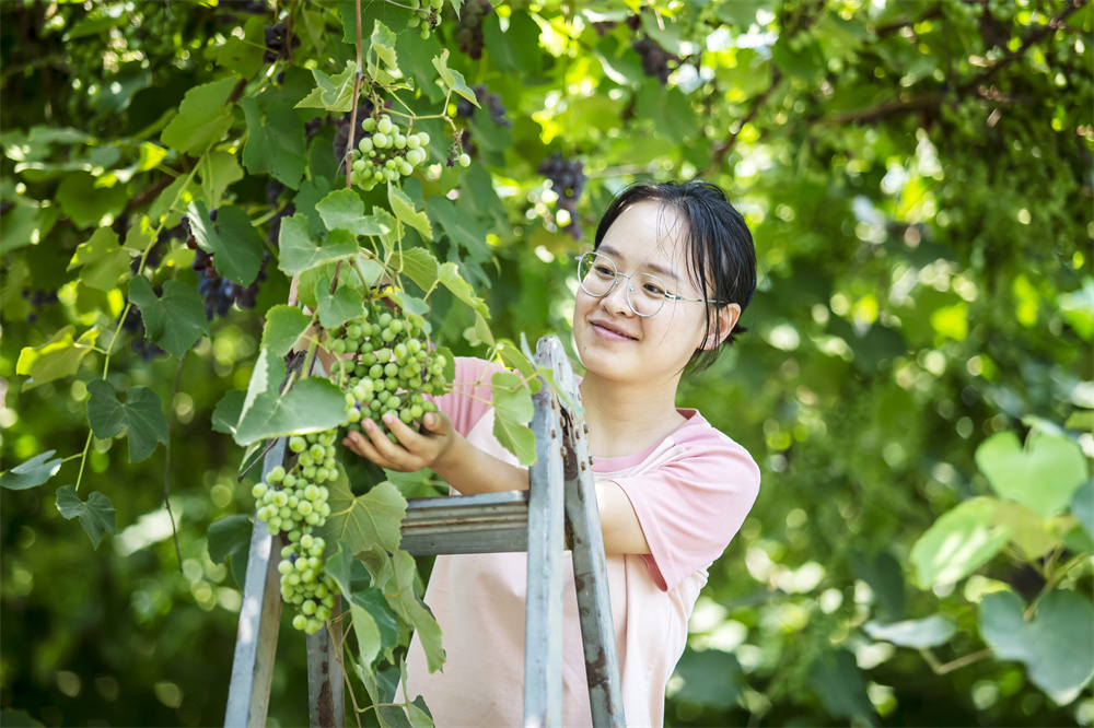 8月10日，河北省邯郸市复兴区康庄乡北李庄村多彩果园，游客在采摘葡萄。聂长青摄