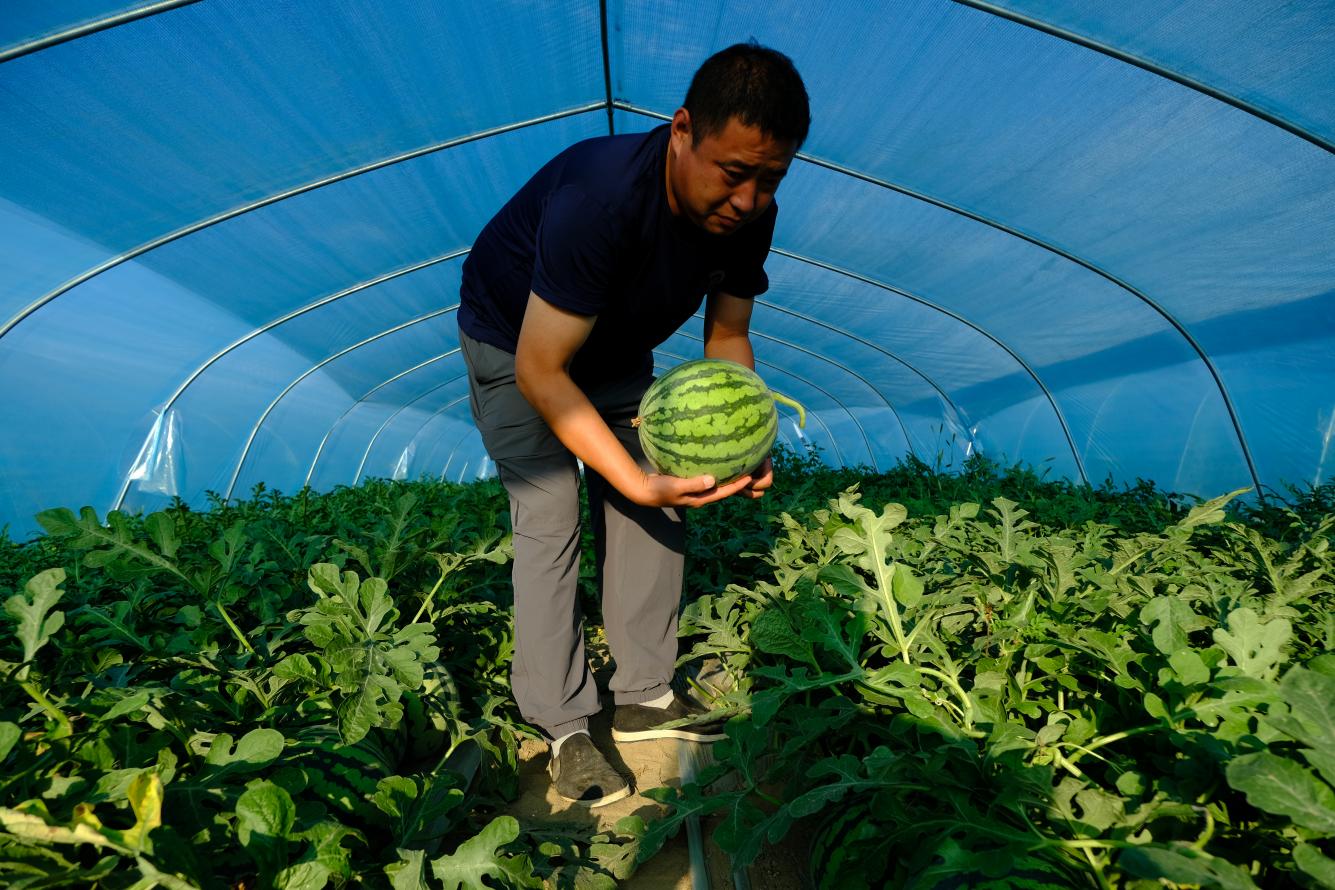 技术员正在采摘西瓜。徐天摄
