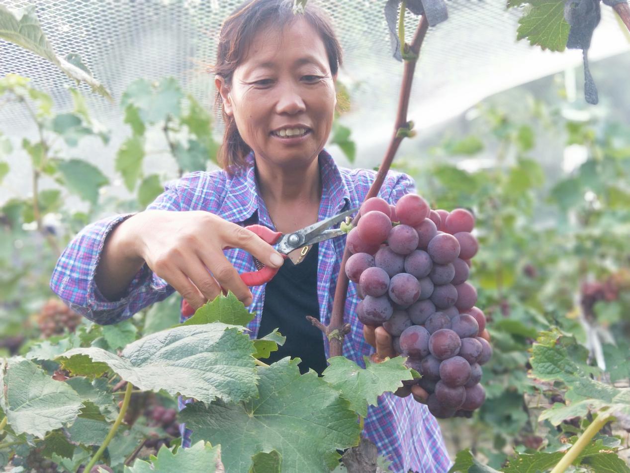 第什營鎮東蓋村葡萄種植基地農戶張福磊採摘葡萄。趙國華攝