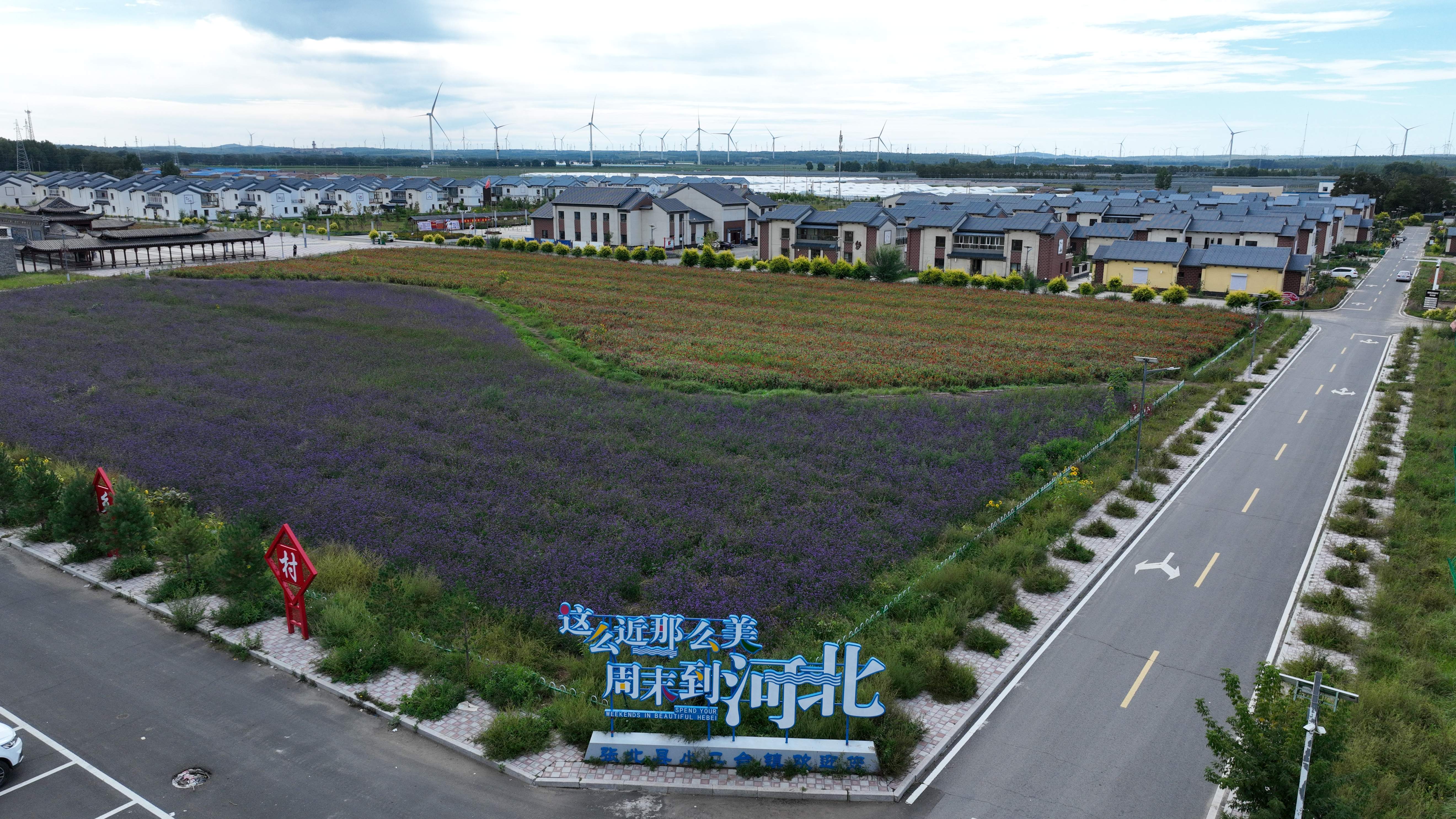 德胜村花田与民居相映成景。吴孟忱摄