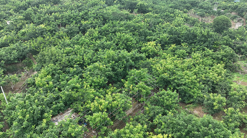 涞水县东文山镇杜家庄村麻核桃种植园。贾晨阳摄
