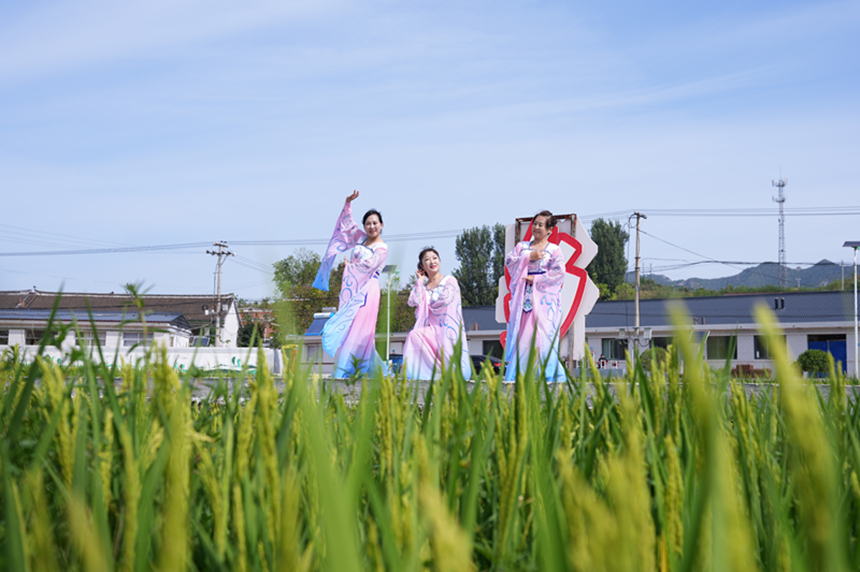 在大崔庄镇楼子山村水稻田，文艺爱好者正在表演舞蹈。张泽慧摄