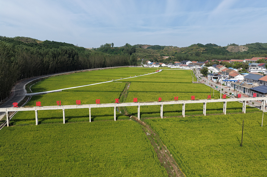 大崔庄镇楼子山村水稻田景观。张泽慧摄
