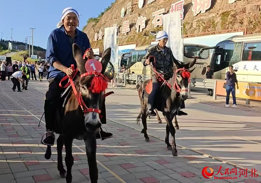 毛驴转运接力比赛。人民网记者 杨文娟摄