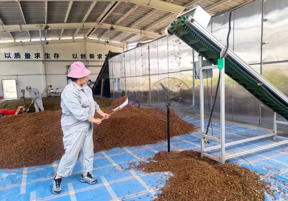 涉县以岭干果加工车间，工作人员正对干连翘开展去柄除杂、色选精选等精细化处理。程蕾摄