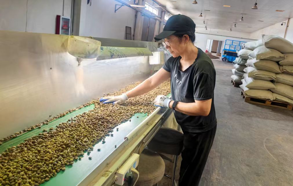 涉县以岭鲜果加工车间，工作人员正在对青翘做振动筛分工作。程蕾摄