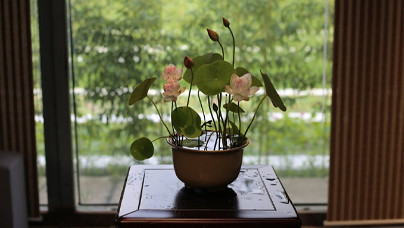 微蓮不微，一池萬金“認准了，就一直種下去。我想讓‘臨漳微蓮’成為一張邯鄲名片，讓它在全世界開出驚艷的花。”