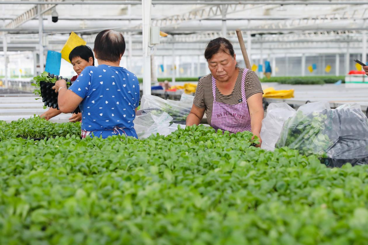 打包番茄种苗。刘巨雷摄